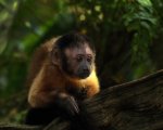 Amazzonia in tre edizioni homevideo dal 22 maggio