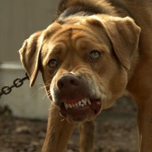 White God: una scena