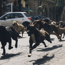 White God: una scena del film popolata da cani