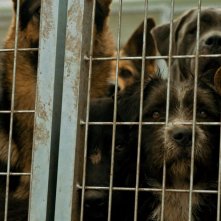 White God: una scena del film