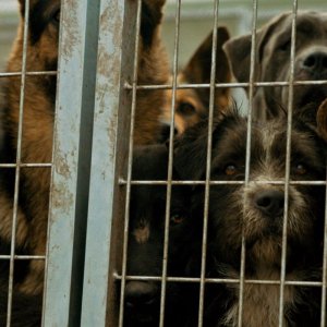 White God: una scena del film