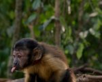 Il Blu-ray di Amazzonia