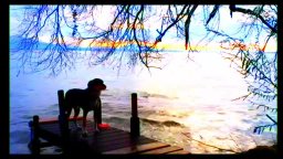 Trailer - Goodbye to Language