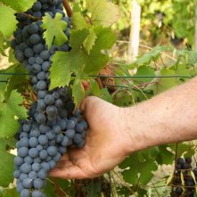Resistenza naturale: un'immagine di vendemmia tratta dal documentario
