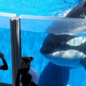 Una scena di Blackfish