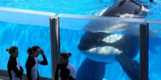 Una scena di Blackfish