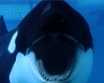Recensione Blackfish