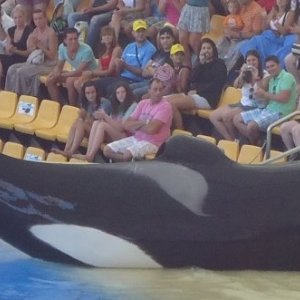 Una scena di Blackfish