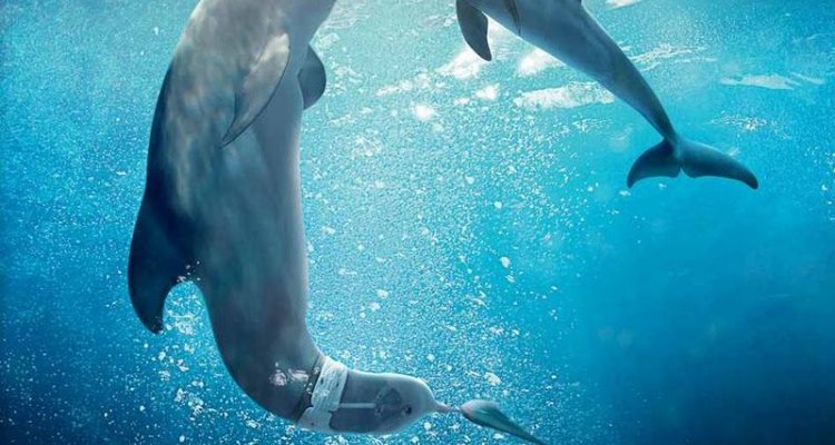 L Incredibile Storia Di Winter Il Delfino 2
