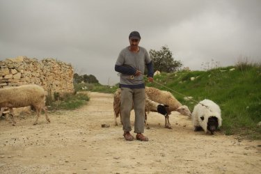 Un insolito naufrago nell'inquieto mare d'Oriente: Sasson Gabai col maialino travestito da pecora in una scena