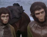 Il pianeta delle scimmie: umani vs. primati