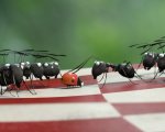 Minuscule, le formiche francesi che hanno rischiato di vincere l’Oscar