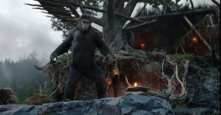 Apes Revolution - Il pianeta delle scimmie: il leader Cesare in una scena