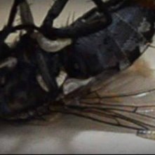 Un'inquietante immagine del film P.O.E. - Pieces of Eldritch