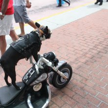 Comic-Con 2014: il Cosplay è davvero per tutti