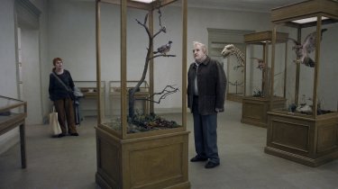 Un piccione seduto su un ramo riflette sull'esistenza: una scena del film