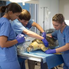 L'incredibile storia di Winter il delfino 2: Cozi Zuehlsdorff con Nathan Gamble e Juliana Harkavy in una scena