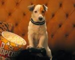 Recensione Pongo, il cane milionario (2014)