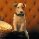 Recensione Pongo, il cane milionario (2014)