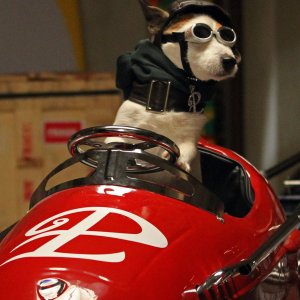 Pongo il cane milionario: il simpatico e ricco cagnolino Pongo in una scena