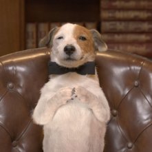 Pongo il cane milionario: il simpatico cagnolino in una scena