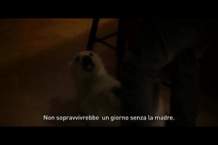 Trailer Italiano - Il mio amico Nanuk