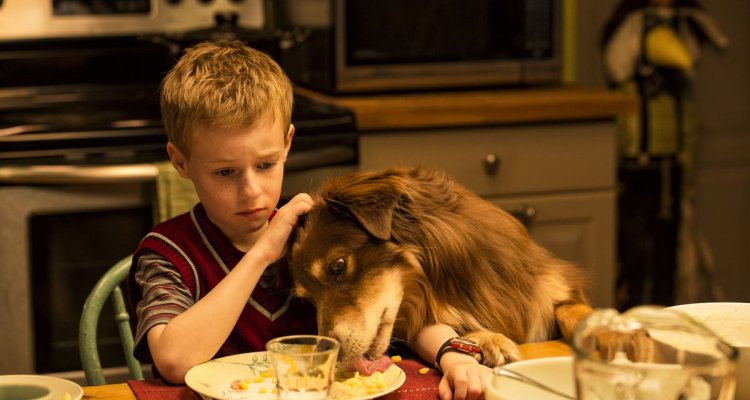 Lo Straordinario Viaggio Di T.s. Spivet Film Completo