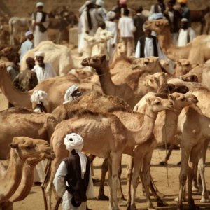 Looking For Kadija: una scena