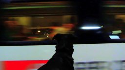 Clip 'La capacità di vedere il mondo' -  Goodbye to Language - Addio al Linguaggio