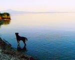 Goodbye to Language - Addio al linguaggio: clip esclusiva del film