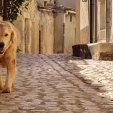 Italo: il cane Italo a passeggio per le vie di Scicli in una scena