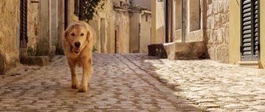 Italo: il cane Italo a passeggio per le vie di Scicli in una scena