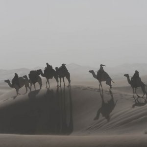 Queen of the Desert: una carovana nel deserto