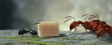 MINUSCULE - La valle delle formiche perdute: formiche rosse in agguato in una scena del film