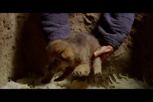 Trailer italiano - L'ultimo lupo 3D