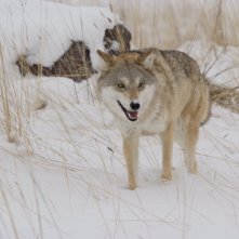 L'ultimo lupo: il lupo tra la neve in una scena del film