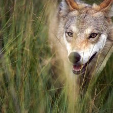 L'ultimo lupo: il lupo protagonista del film in una scena