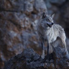 L'ultimo lupo: un'immagine tratta dal film di Jean-Jaques Annaud