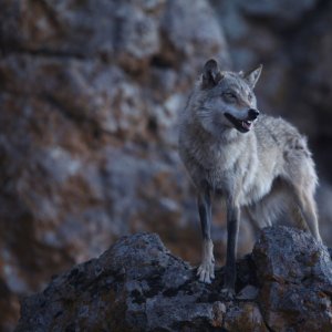 L'ultimo lupo: un'immagine tratta dal film di Jean-Jaques Annaud