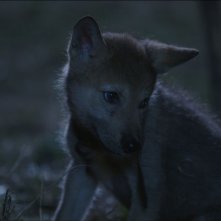 L'ultimo lupo: il cucciolo di lupo protagonista del film in una scena