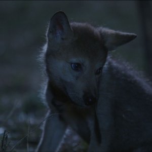 L'ultimo lupo: il cucciolo di lupo protagonista del film in una scena