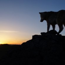 L'ultimo lupo: una scena del film