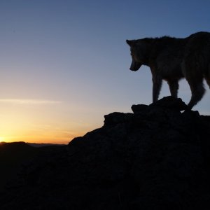 L'ultimo lupo: una scena del film