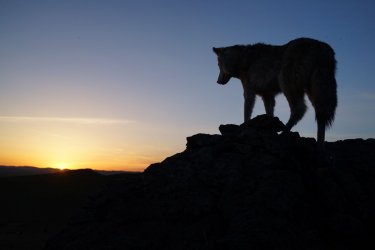 L'ultimo lupo: una scena del film