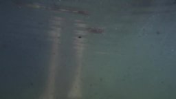 Trailer - Zombeavers