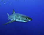 In the Deep: Louis Leterrier affronta lo squalo bianco sullo schermo