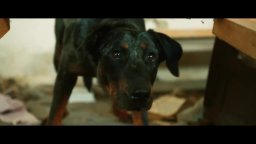 Clip ' Gli accalappiacani' - White God- Sinfonia per Hagen