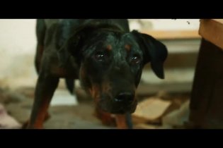 Clip ' Gli accalappiacani' - White God- Sinfonia per Hagen