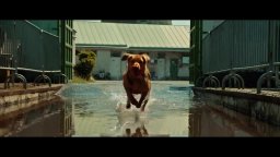 Clip 'Hagen libera gli altri cani dal canile' - White God - Sinfonia per Hagen