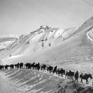 Animali nella Grande Guerra: una scena del documentario di Folco Quilici